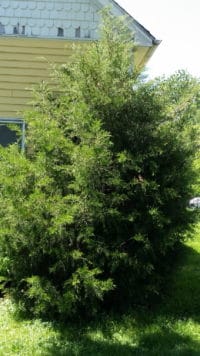 Hedge Trimming in Rockland County - Picture of tree before trimming