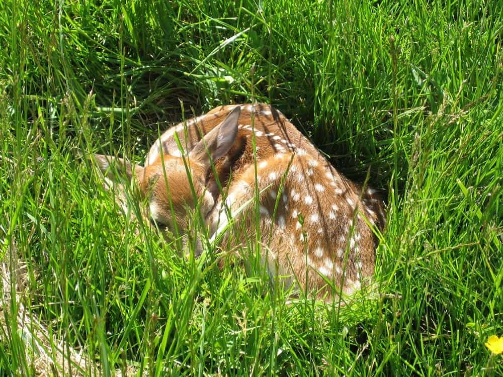 Falling Branch Lawncare Landscapers Found Deer Fawn On Site Evaluation.