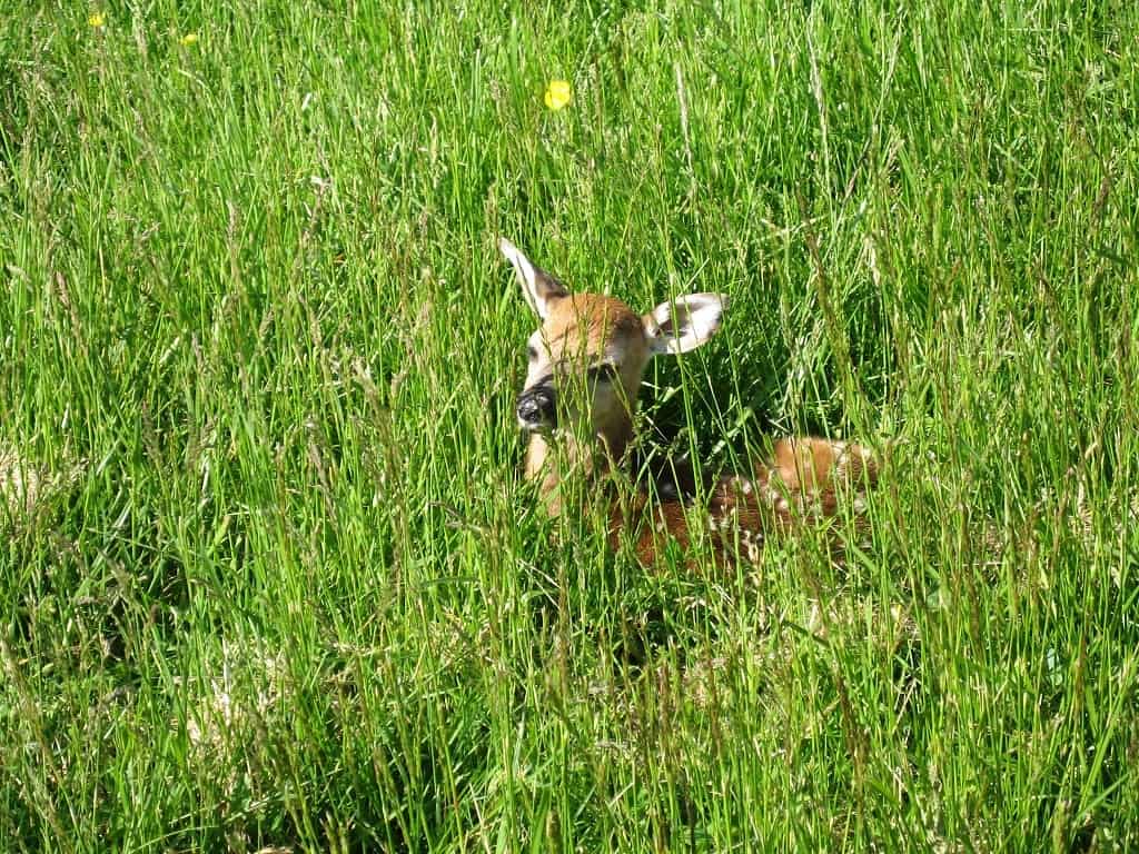 Our Lawn Care Services crew met a new friend - a baby fawn deer