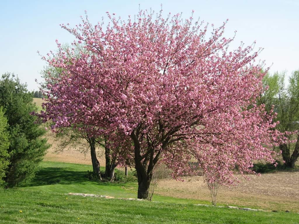 Lawn Care Services performed some beautiful trimming on a cherry blossom