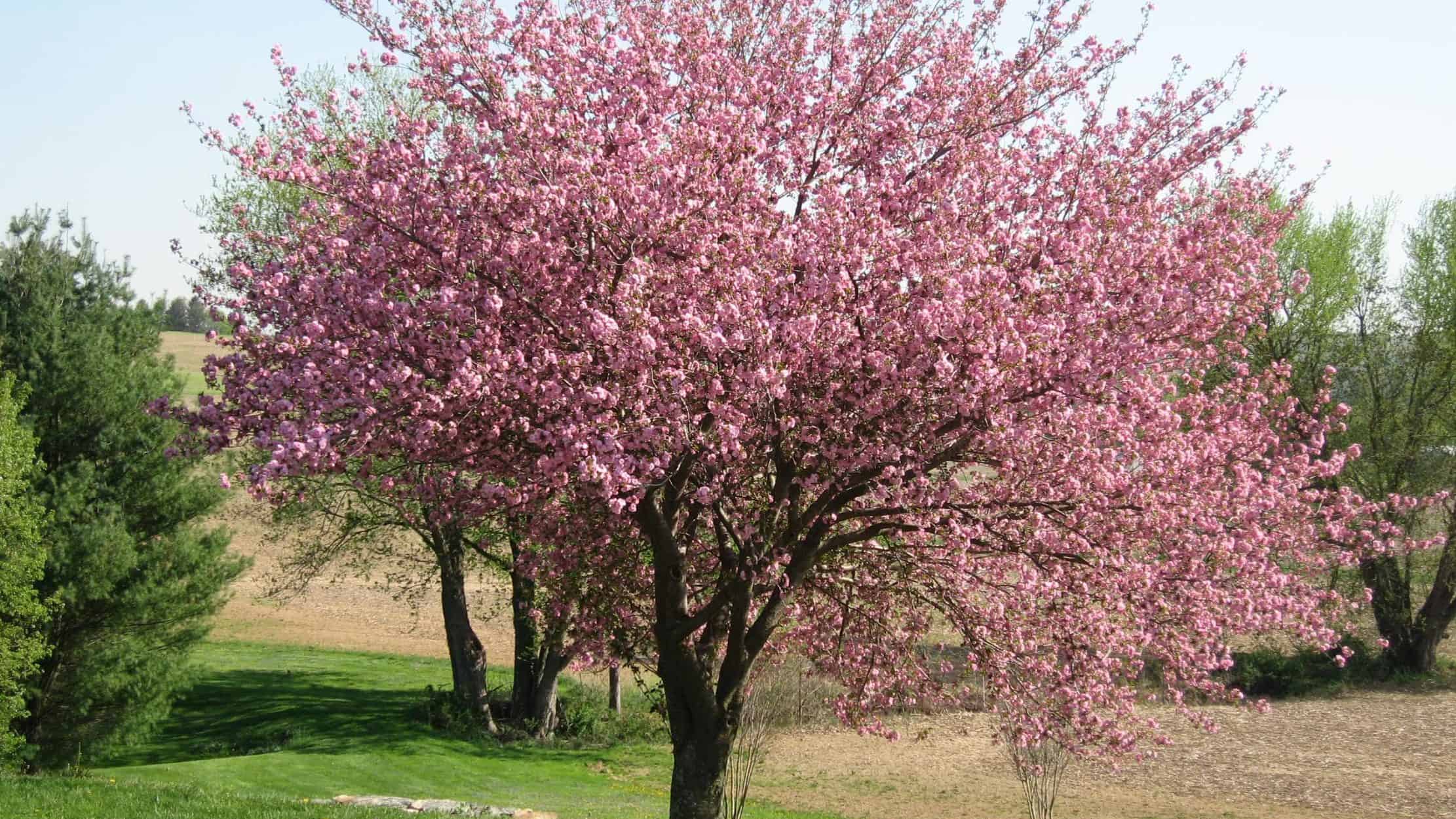 Trimmed Cherry Blossom Tree By Falling Branch Landscapers